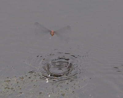 [This dragonfly now about 4 inches above the water's surface has just touched down creating a slight depression in the water which ripples in concentric circles. Her wings are blurred as she hovers.]